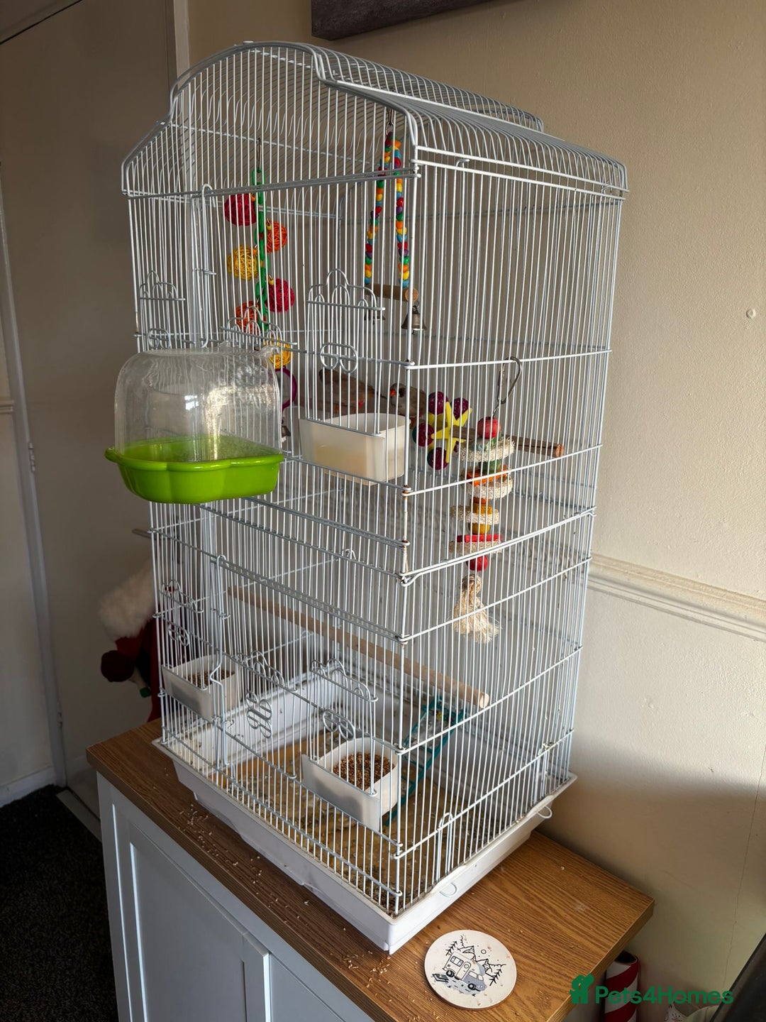 Finches birds for sale: Zebra Finches - Advert 1