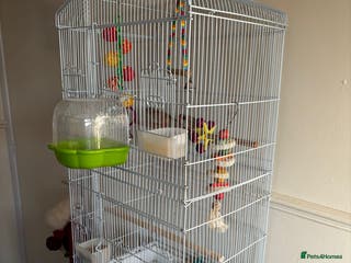 Finches birds Zebra Finches - Advert 7