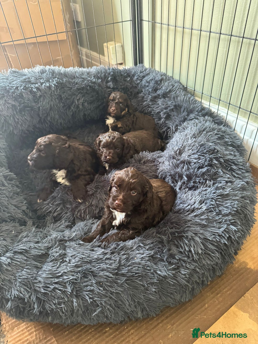 Cockapoo dogs for sale: Cockerpoos  - Image 5