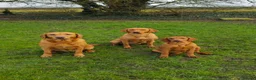 Labrador Retriever dogs for sale: FTCH Sired Fully Health Tested Fox Red Lab Puppies - Advert 33