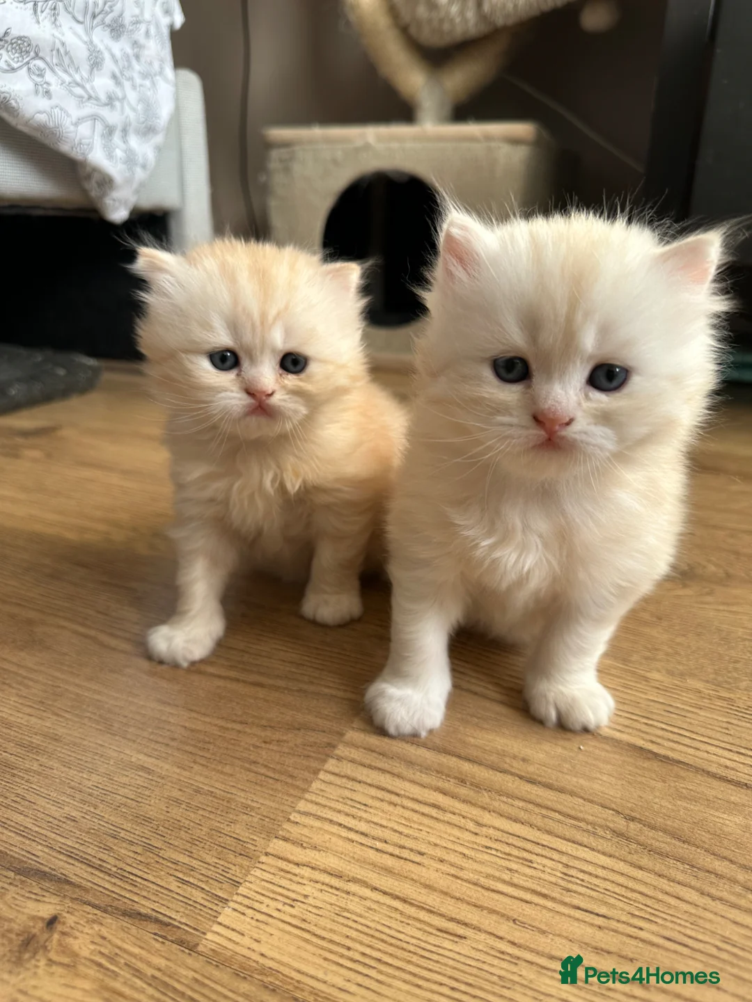 British Longhair cats for sale: Beautiful British Longhair Boys!! in Slough - Advert 2