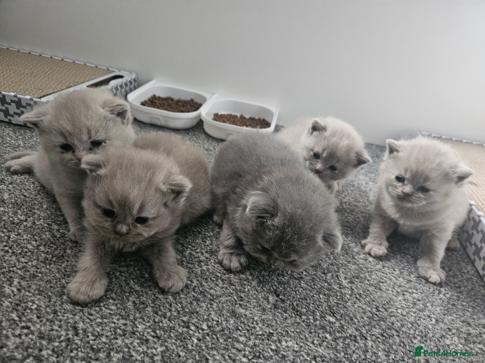 British Shorthair cats British short hair kittens  - Advert 2