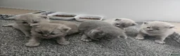 British Shorthair cats for sale: British short hair kittens  - Advert 2