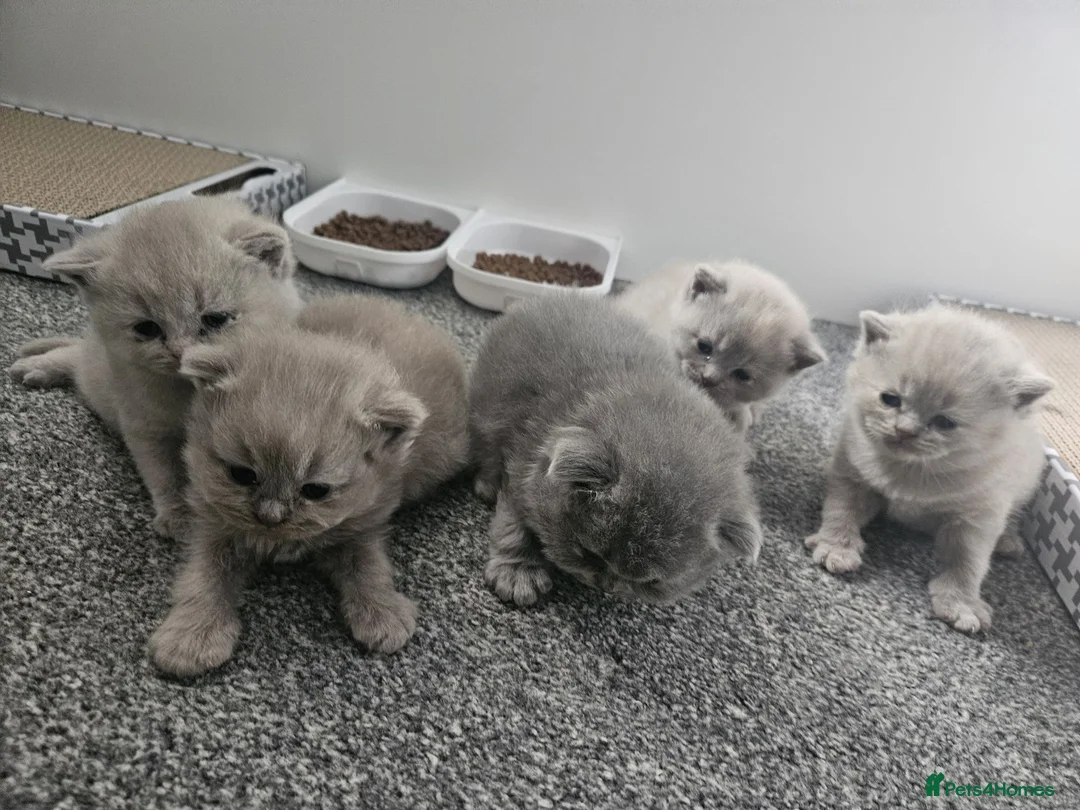 British Shorthair cats for sale: British short hair kittens  - Advert 2