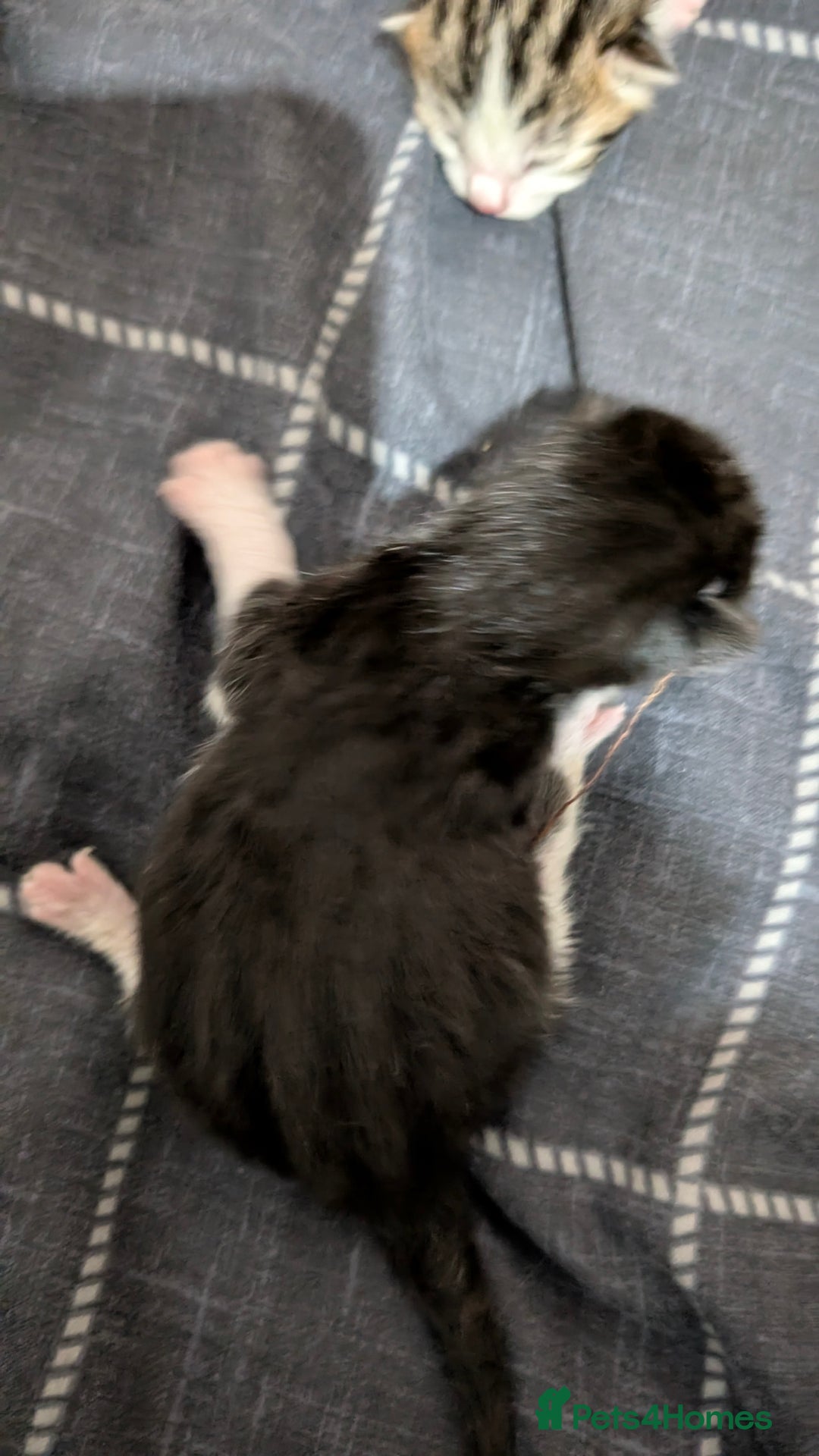 British Shorthair cats for sale: 4 beautiful kittens for sale  - Advert 4