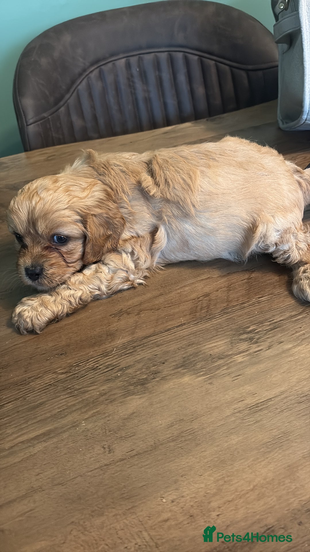 Cavapoo dogs for sale: Gorgeous Cavapoo puppies - Advert 9