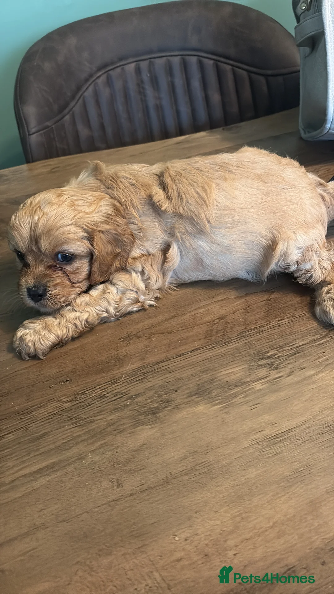 Cavapoo dogs for sale: Gorgeous Cavapoo puppies - Advert 9