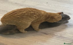 British Shorthair cats for stud: TICA REG CINNAMON UNDER RED STUD  - Advert 6