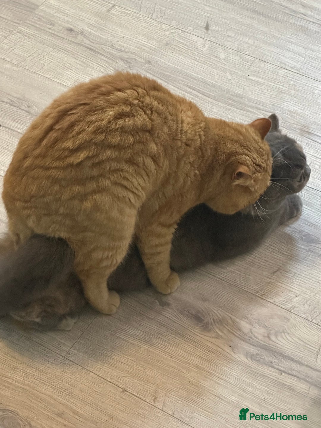 British Shorthair cats for stud: TICA REG CINNAMON UNDER RED STUD  - Advert 6