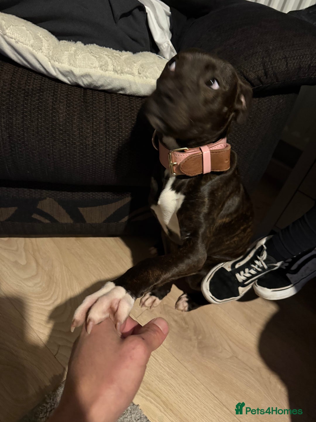 Staffordshire Bull Terrier dogs for sale: Little lady Nova - Advert 6