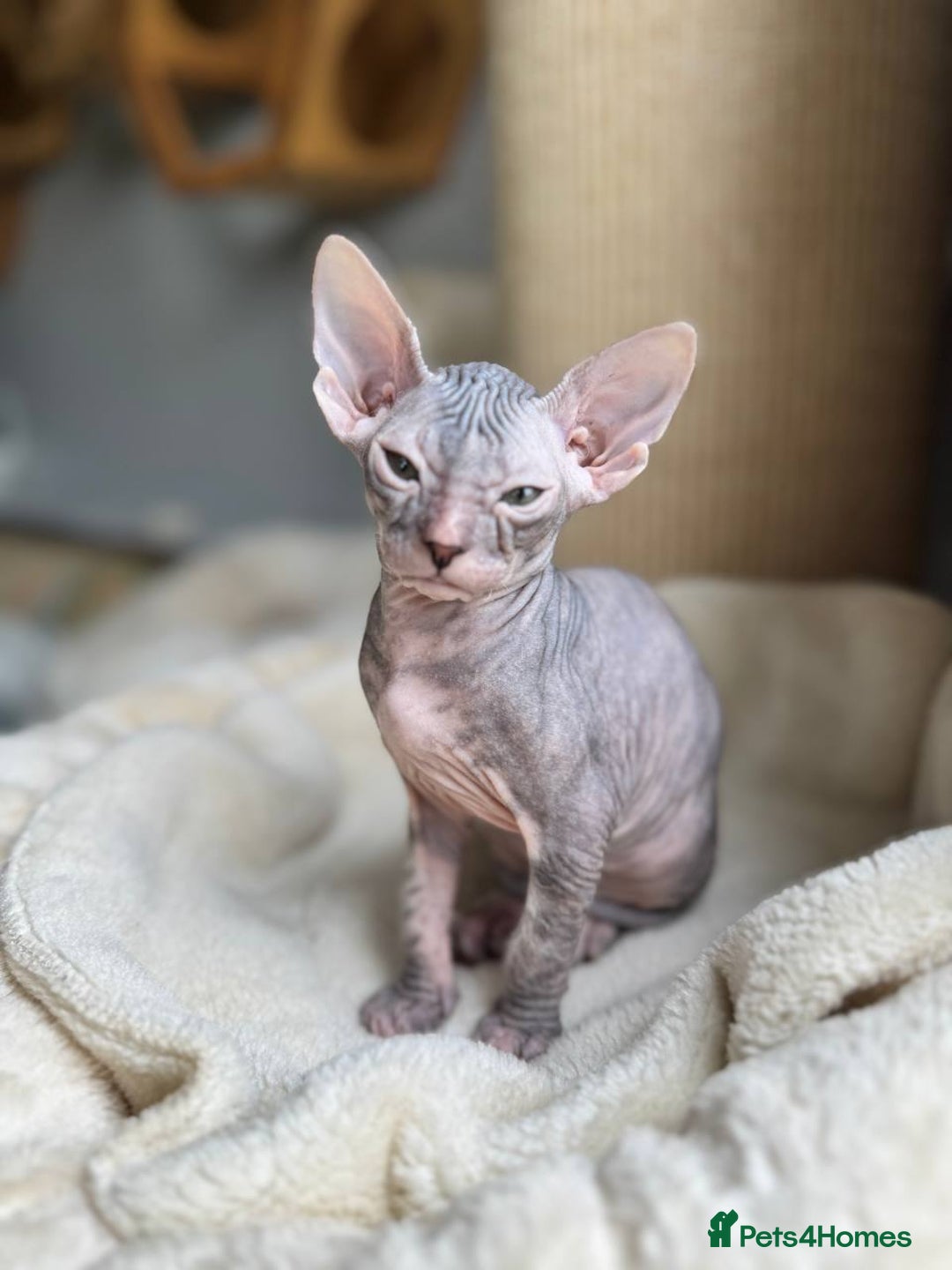 Sphynx cats for sale: Don Sphynx Kittens - Image 10