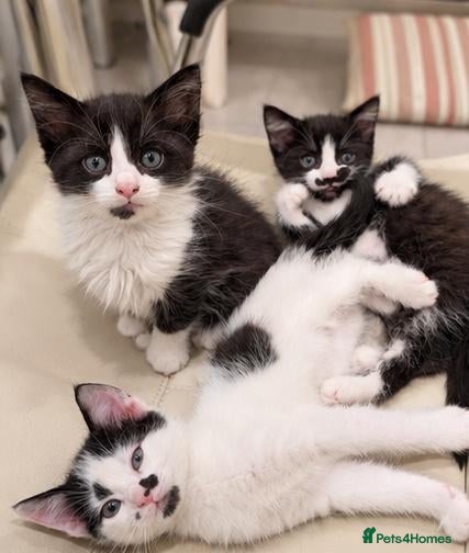 Mixed Breed cats 🐾 3 Kittens Looking for Their Forever Homes 🐾 - Advert 2