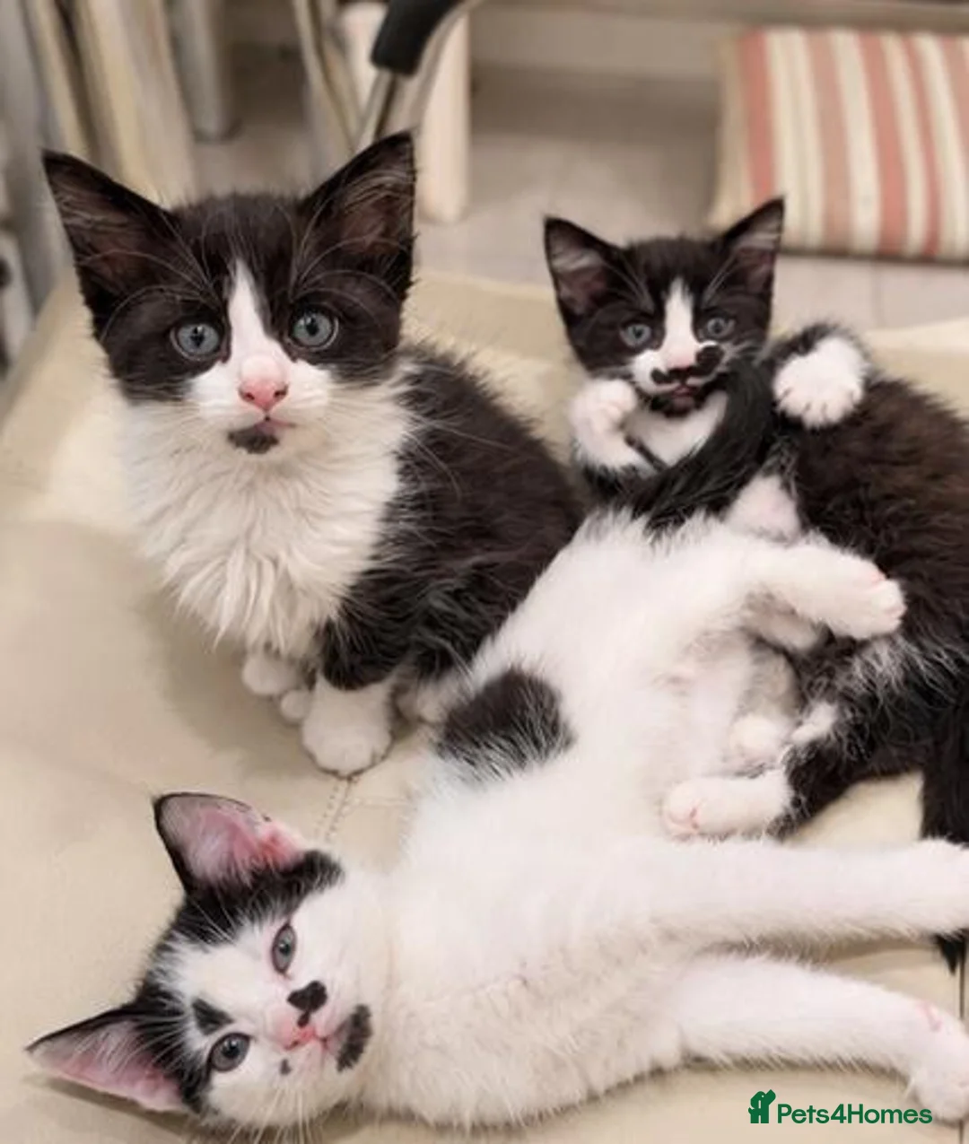 Mixed Breed cats for sale: 🐾 3 Kittens Looking for Their Forever Homes 🐾 - Advert 1