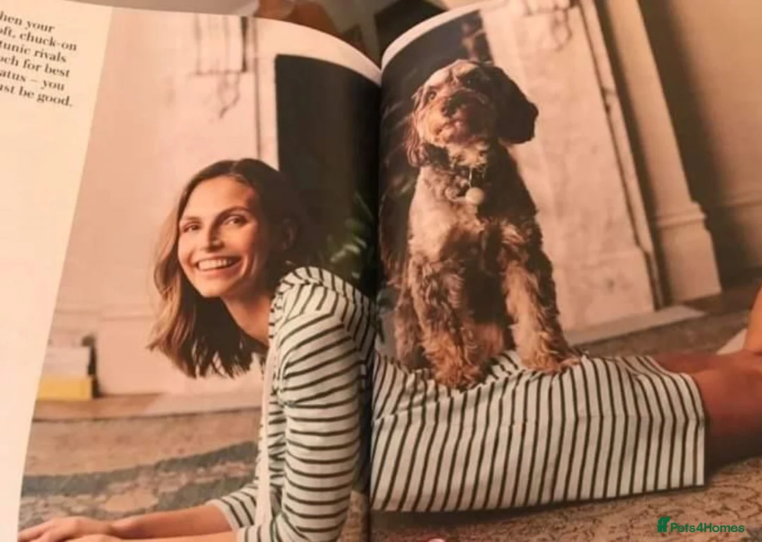 Cockapoo dogs for stud: Ross  - Advert 6