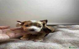 Maltipoo dogs for sale: F1 MALTIPOO BOY🩵🐶 - Image 9