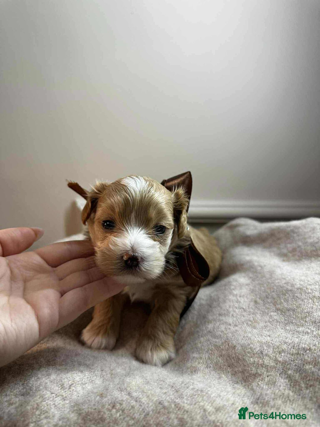 Maltipoo dogs for sale: F1 MALTIPOO BOY🩵🐶 - Image 9