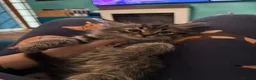 Siberian cats for sale: Lovely kittens - Advert 4