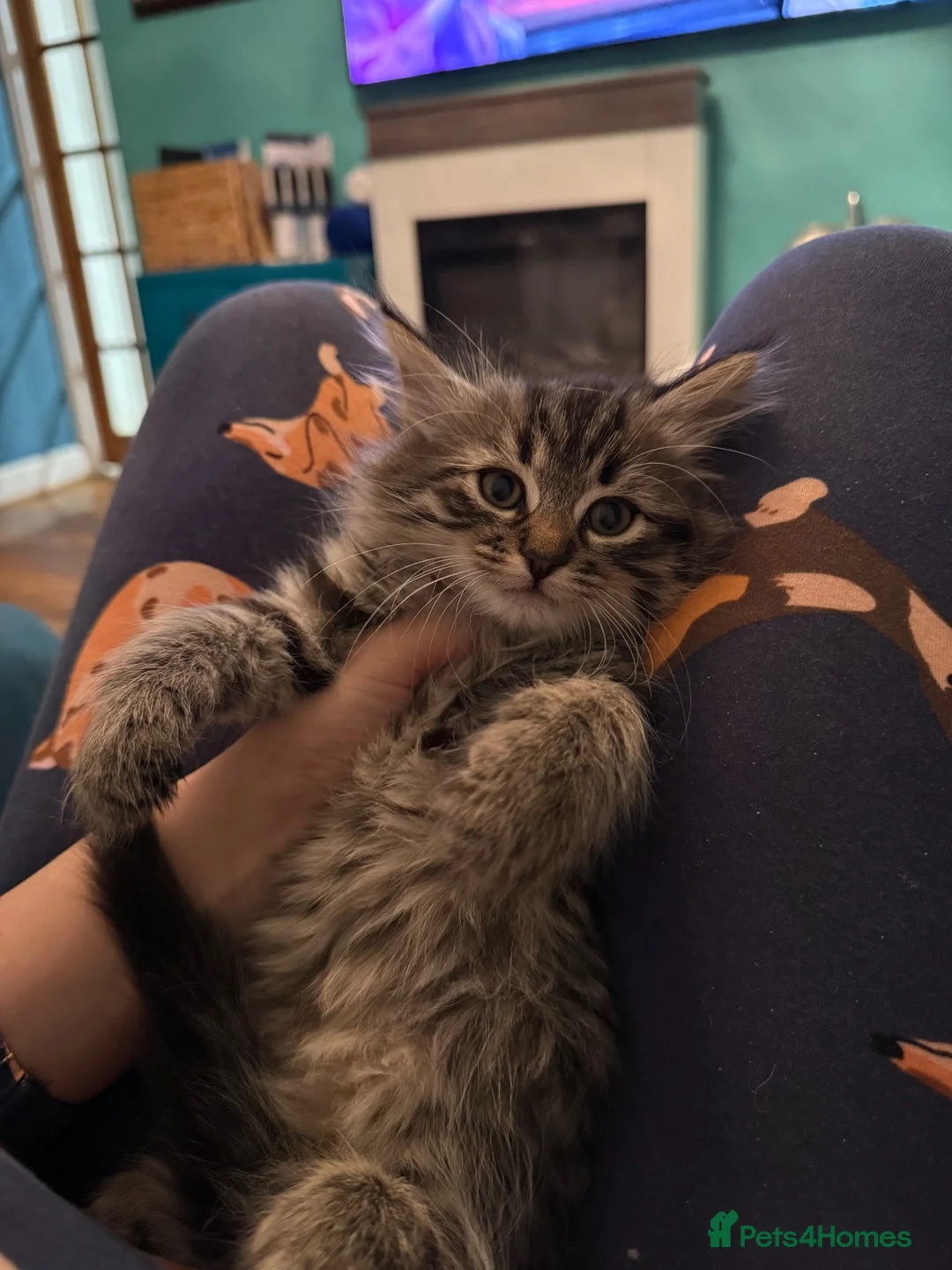 Siberian cats for sale: Lovely kittens - Advert 4