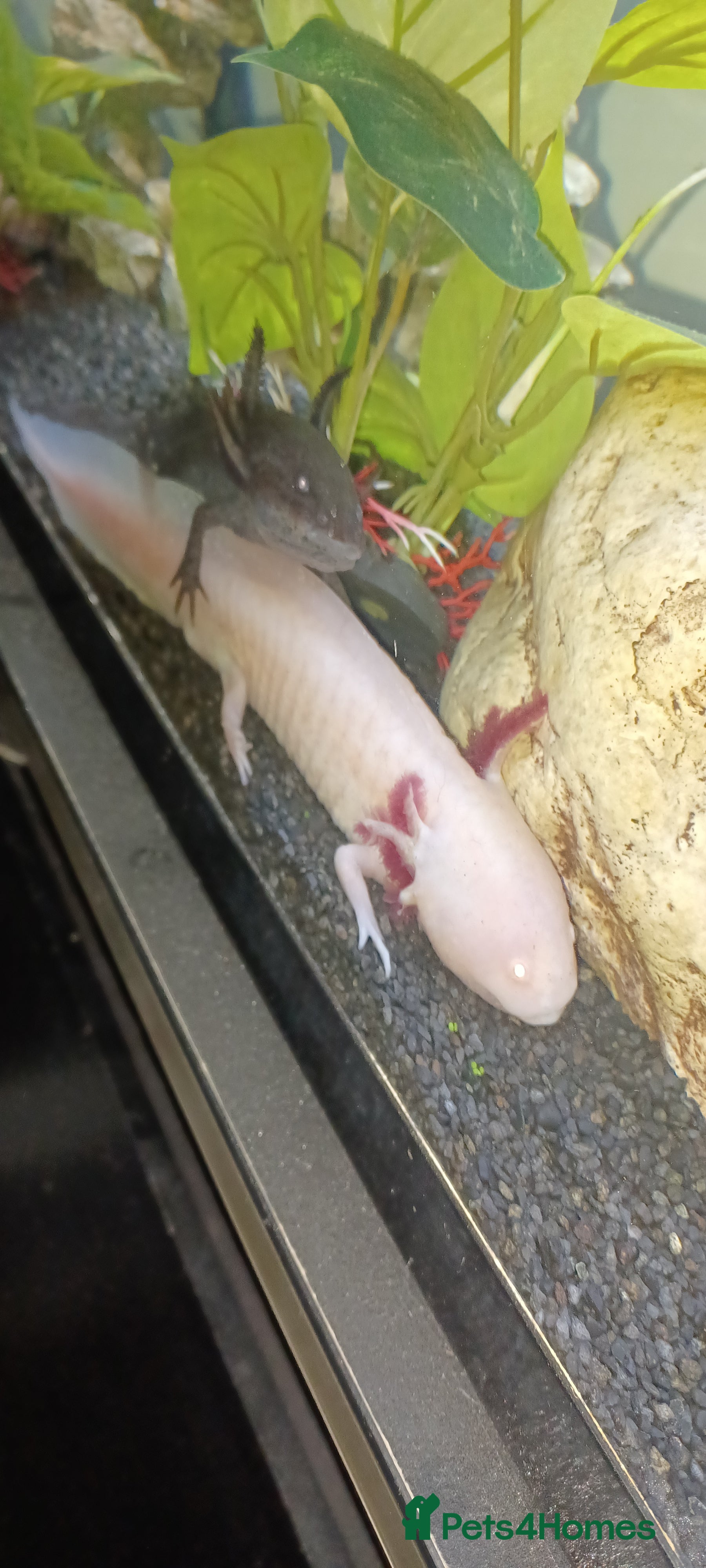 Other/Mixed Breed fish Two male axolotls  - Advert 1