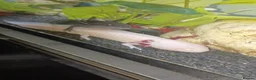 Other/Mixed Breed fish for sale: Two male axolotls  in Stockton-on-Tees - Advert 1