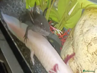 Other/Mixed Breed fish Two male axolotls - Advert 1