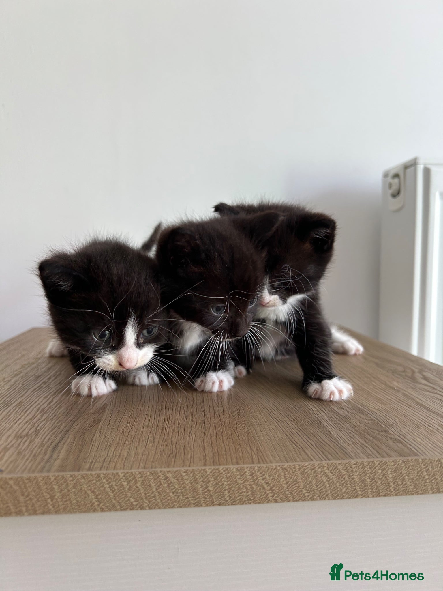 Mixed Breed cats 3 Fluffy Kittens - Advert 15