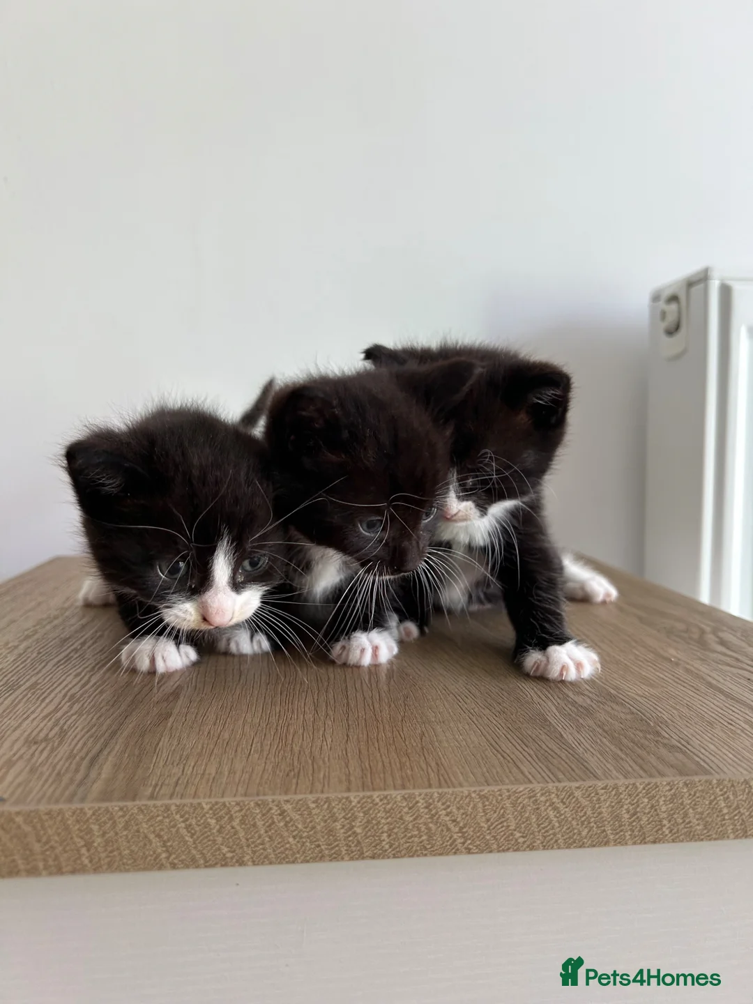 Mixed Breed cats for sale: 3 Fluffy Kittens - Advert 1