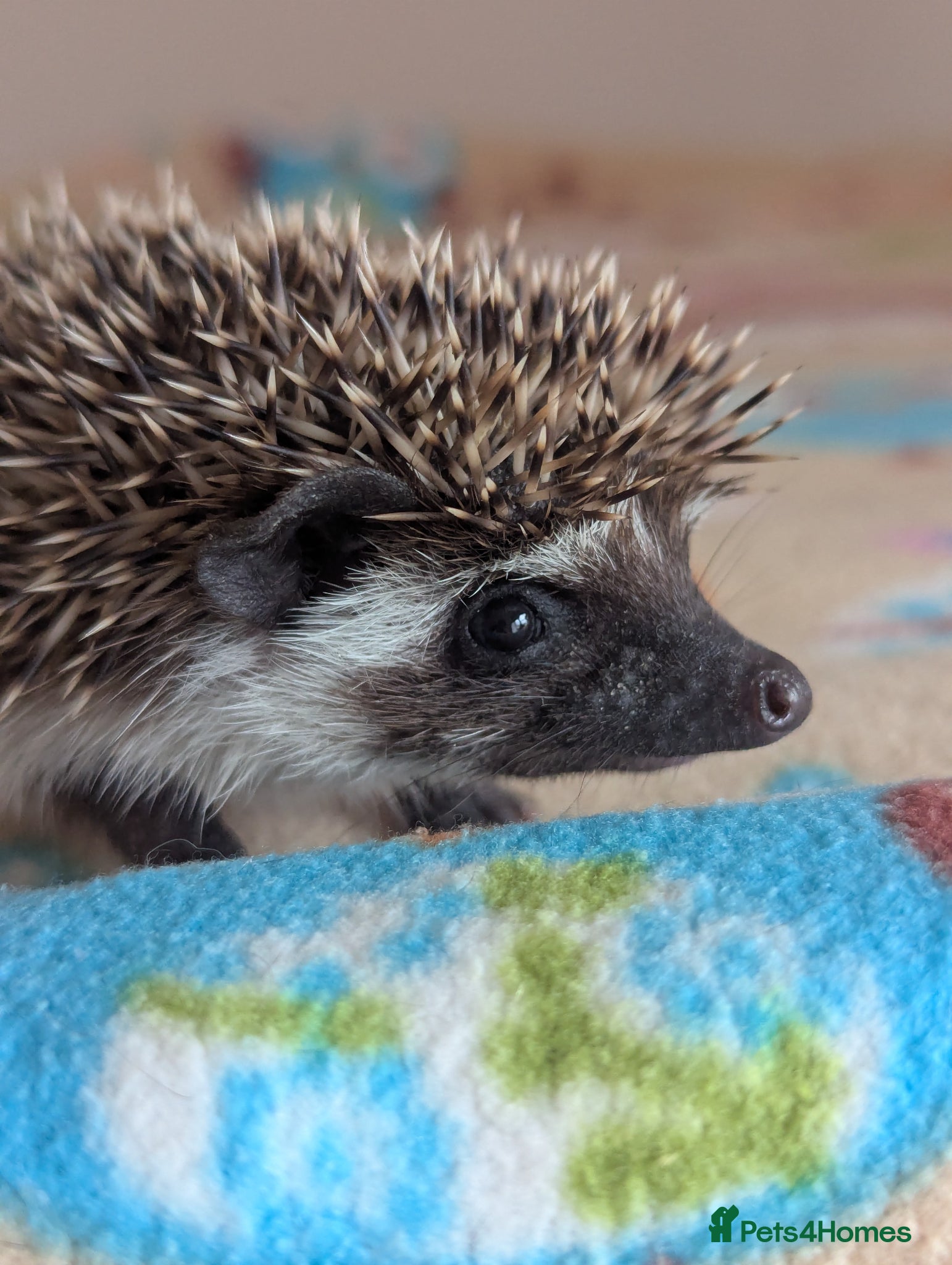 Pygmy Hedgehog rodents for sale: 2 Gorgeous Hoglets Ready Next Week  - Advert 13