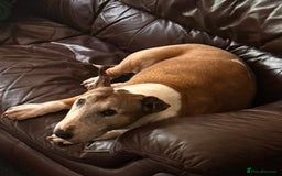 English Bull Terrier dogs for sale: Free English Bull terrier looking for a new home - Image 2