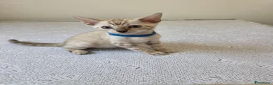 Bengal 2 blue collar male