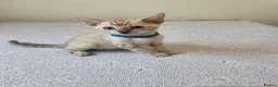 Bengal cats for sale: Snow bengal tica active - Advert 27