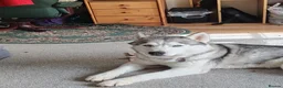 Siberian Husky dogs for adoption: Lady  - Advert 5
