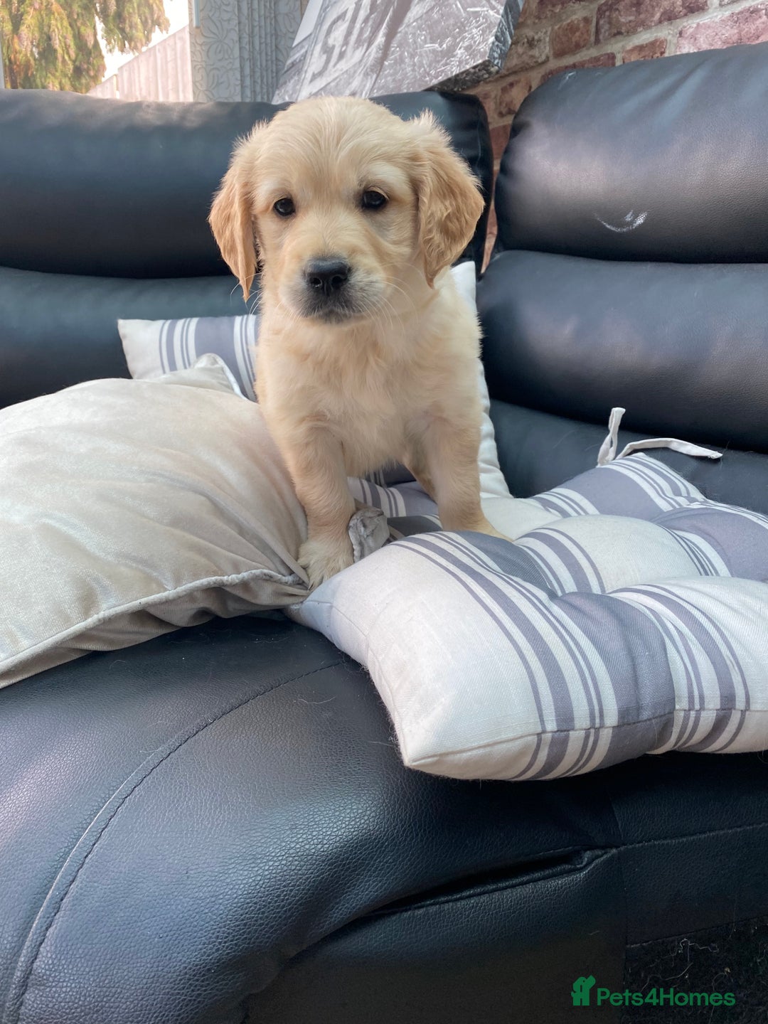 Golden Retriever dogs for sale: 5⭐️ Golden Retriever Puppies - Ready Soon ❤️🐶 - Image 32