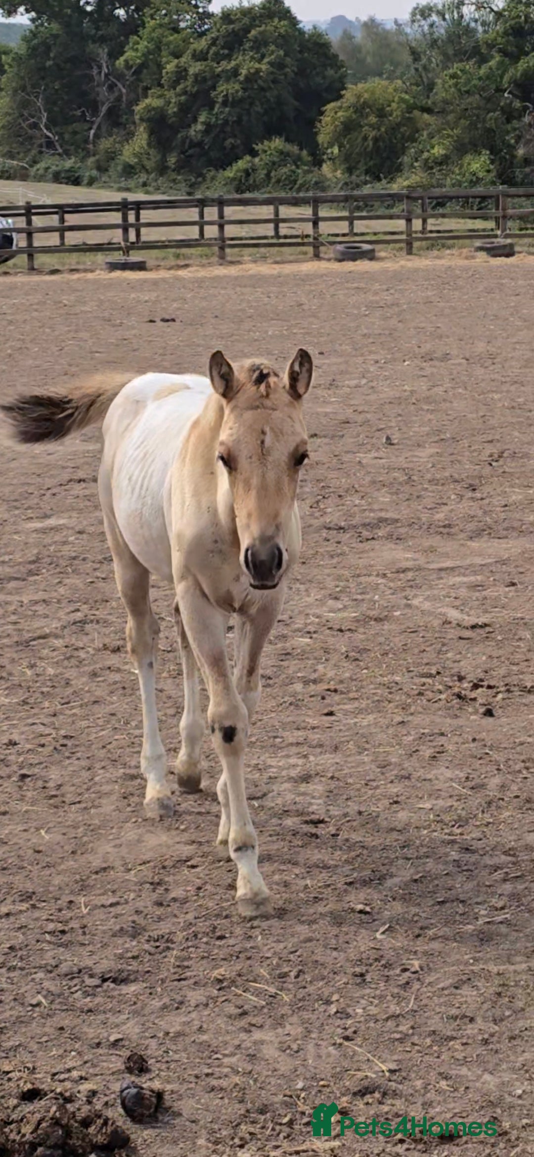 Paint horses for sale: Stunning Paint Dunskin Roan Filly  - Image 1