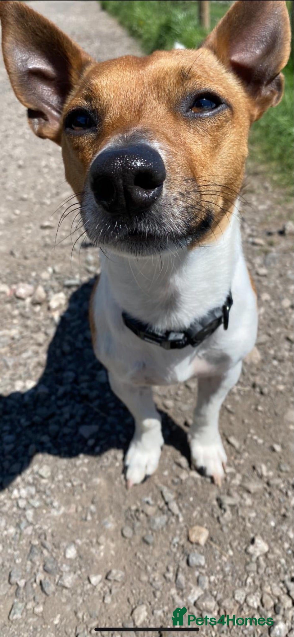Jack Russell dogs Buddy  - Advert 2