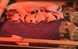 Mixed Breed dogs for sale: Jack x cocker puppies two female available  - Image 3