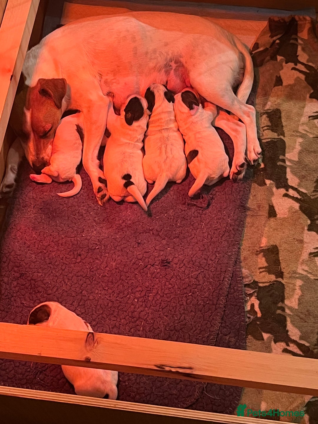 Mixed Breed dogs for sale: Jack x cocker puppies two female available  - Image 3