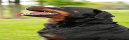 Rottweiler dogs for sale: 🐶PREMIUM ROTTWEILERS. ADRK GERMAN BLOODLINES 🇩🇪 - Advert 1