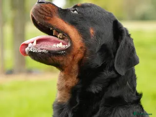 Rottweiler dogs for sale: 🐶PREMIUM ROTTWEILERS. ADRK GERMAN BLOODLINES 🇩🇪 - Advert 1
