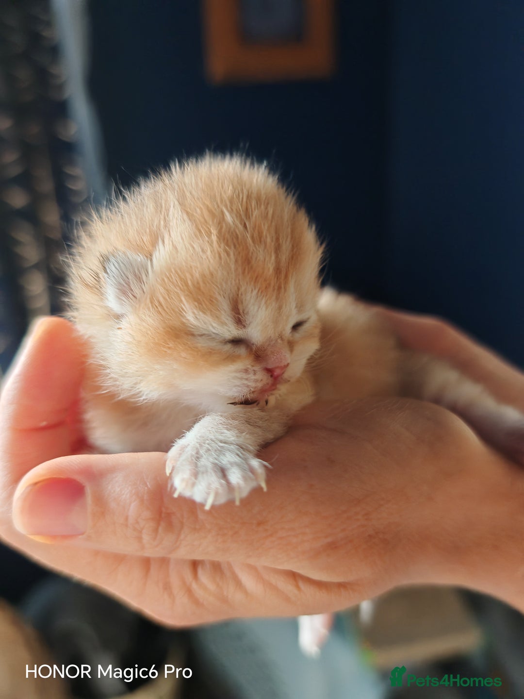 British Shorthair cats for sale: Stunning cute BSH golden black kitten female - Image 13