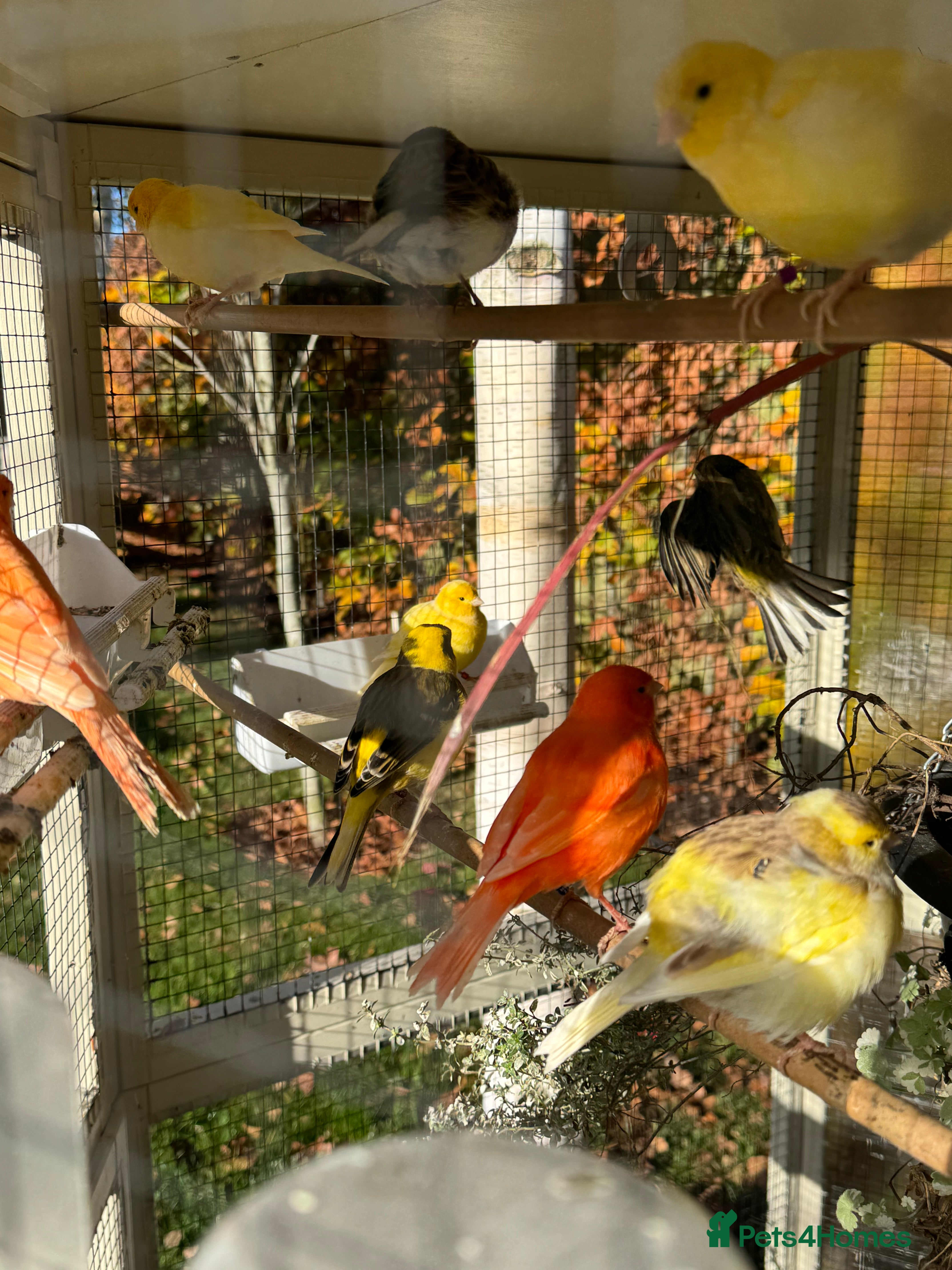 Canaries birds Selection of Fife Canaries for sale - Advert 5