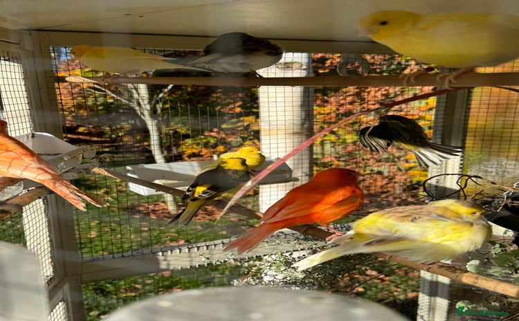 Canaries birds Selection of Fife Canaries for sale - Advert 1