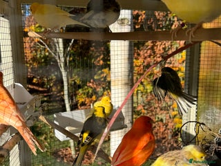 Canaries birds Selection of Fife Canaries for sale - Advert 13