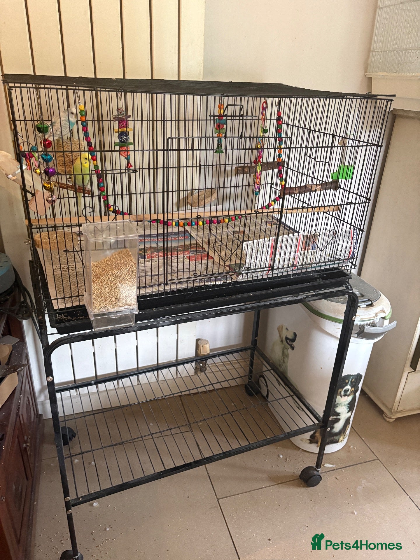 Budgerigars birds Mixed budgie pair with cage, accessories, stand - Advert 1
