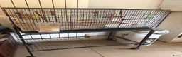 Budgerigars birds for sale: Mixed budgie pair with cage, accessories, stand - Advert 1