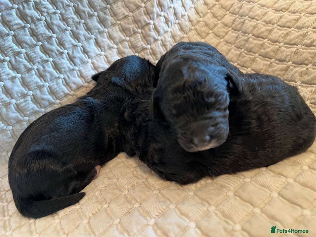 Goldendoodle dogs for sale: Goldendoodle puppies - Advert 8