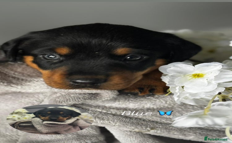 Mixed Breed dogs - Advert 16