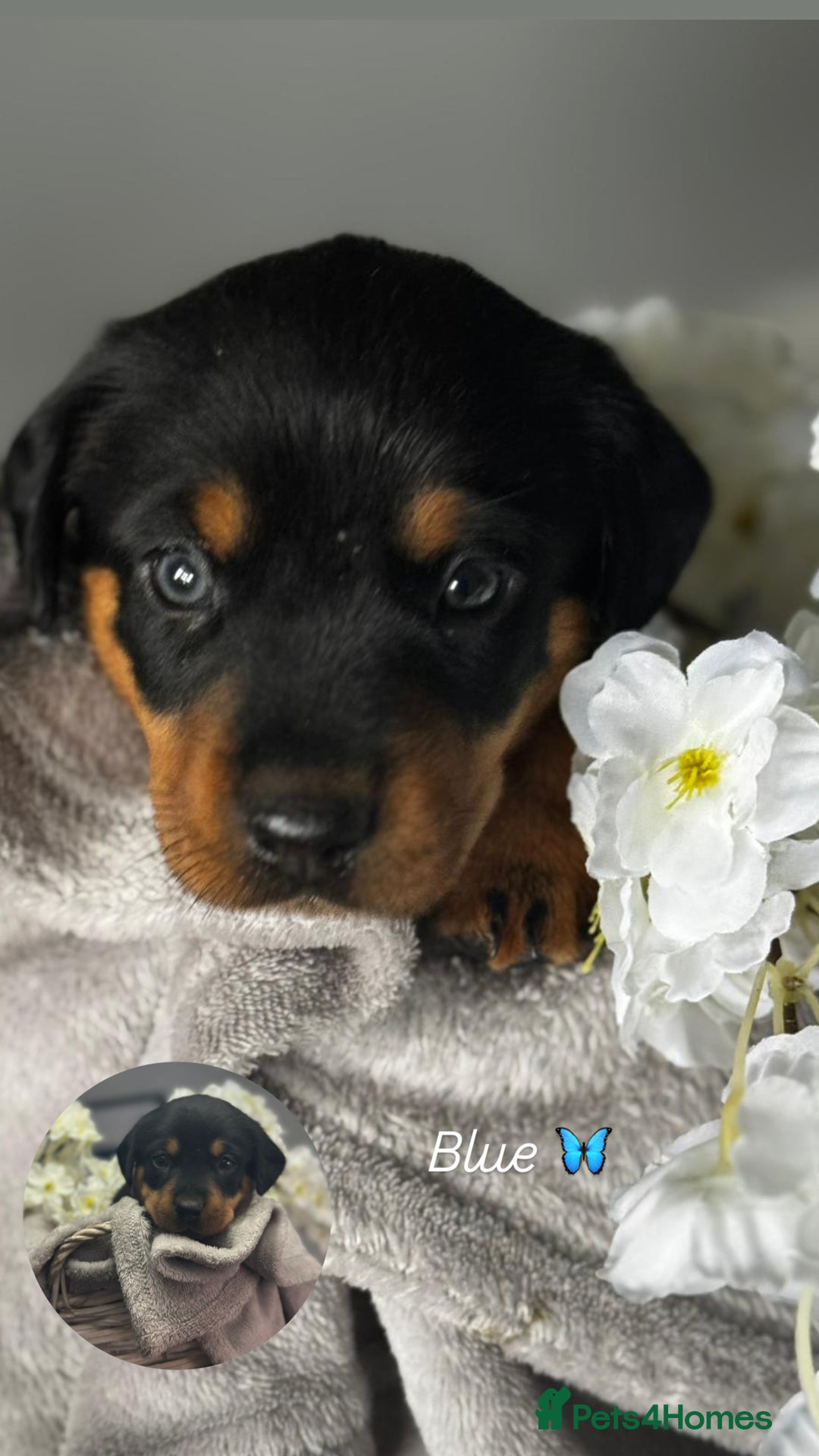 Mixed Breed dogs for sale: Rare hybrid dachsweiler pups - Image 1