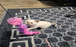 British Shorthair cats for sale: British Shorthair Kittens in Bradford - Image 10