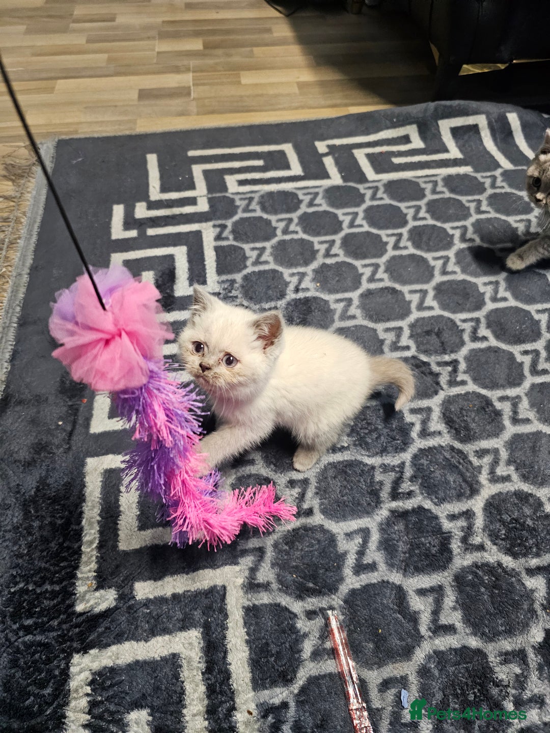 British Shorthair cats for sale: British Shorthair Kittens in Bradford - Image 10